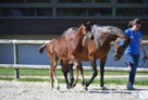 EL BARONE foal 