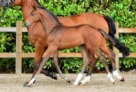 EL BARONE foal Energy van de Moervel 