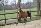 Horn_Y5E4574 