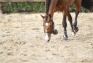 Horn_Y5E4687 