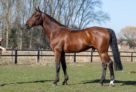 Kasanova Stallion 